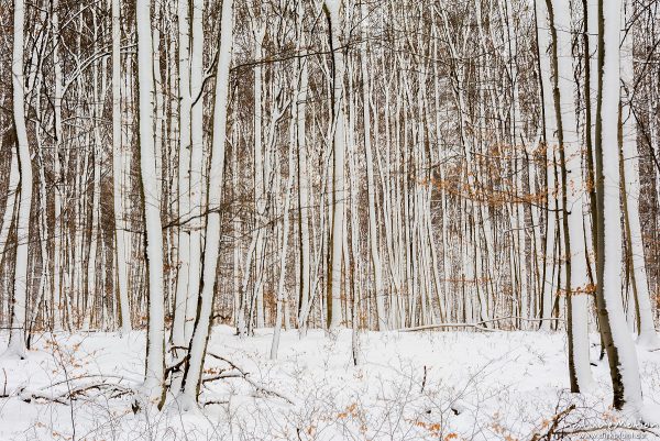 Buchenstämme, schnee bedeckt, weiße Linien, Kerstlingeröder Feld, Göttingen, Deutschland