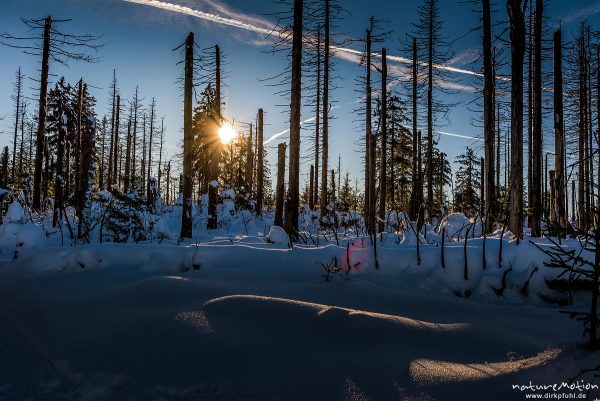 abgestorbene Fichten am Fuß des Brocken, tiefstehende Sonne, Streiflicht, Torfhaus, Deutschland