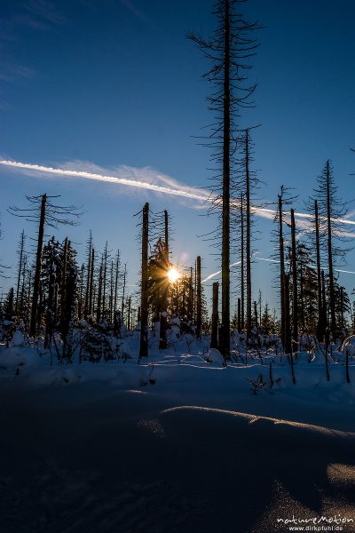 abgestorbene Fichten am Fuß des Brocken, tiefstehende Sonne, Streiflicht, Torfhaus, Deutschland