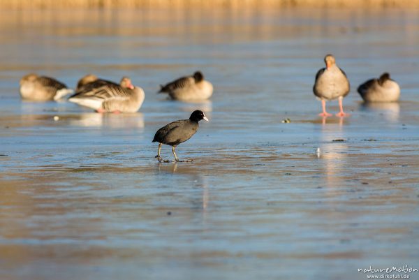 Bläßhuhn, Bläßralle, Fulica atra, Rallidae, Tier auf dem Eis eines fast zugefrorenen Sees, im Hinter, Göttingen, Deutschland