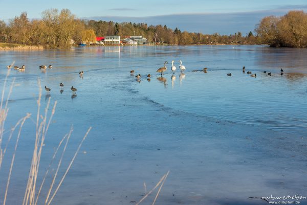 Graugänse, Höckeschwäne, Bläßrallen und Stockenten im noch offenen Beriech eines fast zugefrorenen Sees, Kiessee, Göttingen, Deutschland