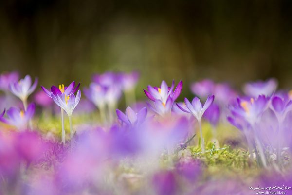 Krokus, Frühlings-Krokus, Crocus vernus, Schwertliliengewächse (Iridaceae), blühende Pflanzen, Göttingen, Deutschland