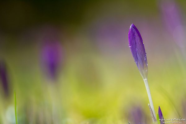 Krokus, Frühlings-Krokus, Crocus vernus, Schwertliliengewächse (Iridaceae), geschlossene Blüten mit Regentropfen, Göttingen, Deutschland