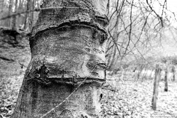 Stacheldrahtzaun, Stacheldraht in Baumstamm eingewachsen, Niemetal, Löwenhagen, Deutschland