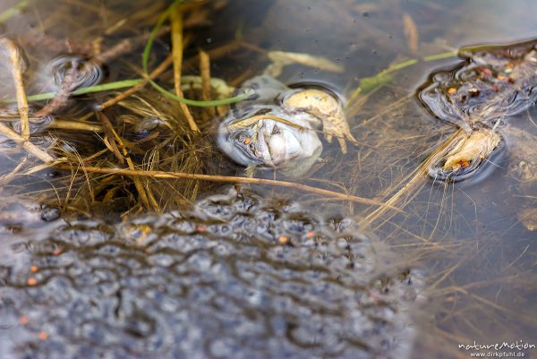 Grasfrosch, Rana temporaria, Echte Frösche (Ranidae), totes Tier zwischen Laichballen, Erlenbruch Herberhäuser Stieg, Göttingen, Deutschland