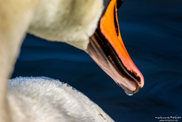 Höckerschwan, Cygnus olor, Entenvögel (Anatidae), schwimmendes Tier, Portrait, Kiessee, Göttingen, Deutschland