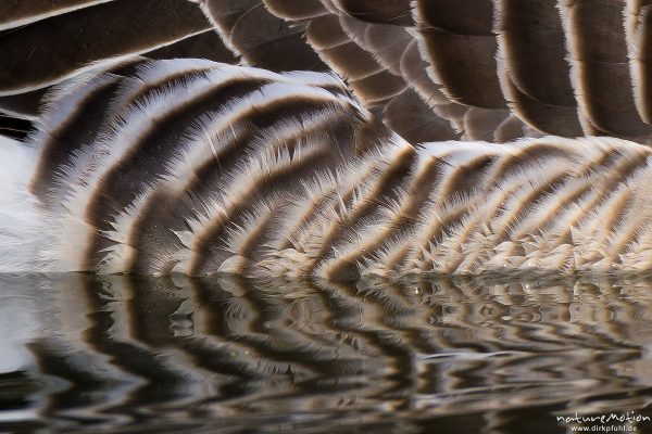 Graugans, Anser anser, Anatidae, Gefieder, Kiessee, Göttingen, Deutschland