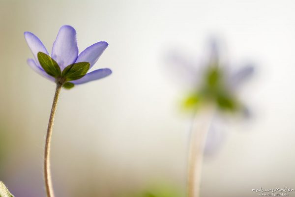 Leberblümchen, Hepatica nobilis, Ranunculaceae, Blüte, Göttinger Wald, Göttingen, Deutschland