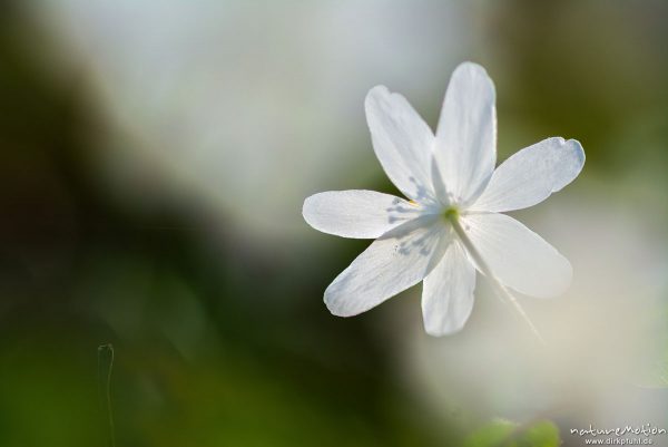 Buschwindröschen, Anemone nemorosa, Ranunculaceae, Blüte, Göttinger Wald, Göttingen, Deutschland