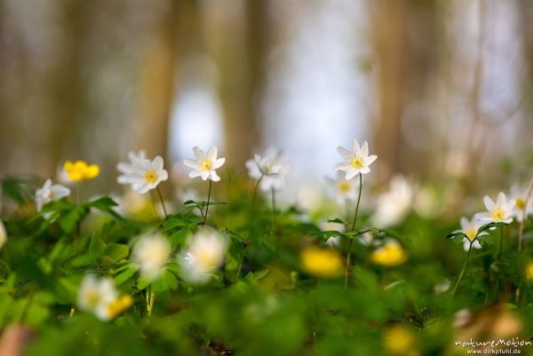 Buschwindröschen, Anemone nemorosa, Ranunculaceae, blühende Pflanzen am Waldboden, Göttinger Wald, Göttingen, Deutschland