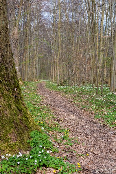 Waldweg im Frühling, Waldboden bedeckt mit Buschwindröschen und anderen Frühblühern, Frühjahrs Geophyten, Kehr, Göttingen, Deutschland