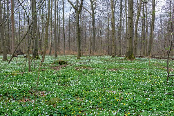 Wald, Waldboden bedeckt mit Buschwindröschen und anderen Frühblühern, Frühjahrs Geophyten, Kehr, Göttingen, Deutschland