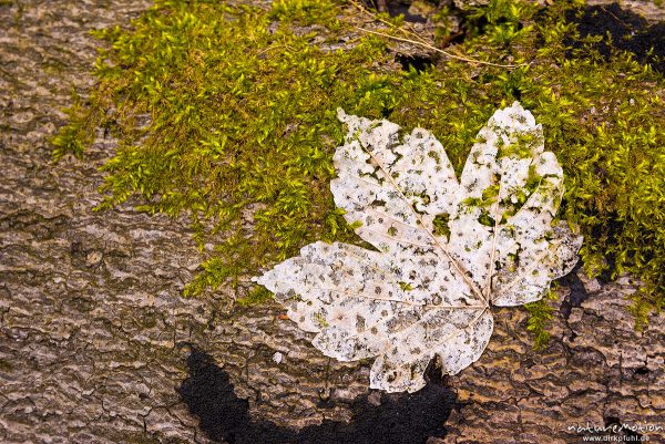 Berg-Ahorn, Acer pseudoplatanus, Aceraceae, Blatt vom Vorjahr liegt auf Baumstamm, nahezu kompostiert, Kehr, Göttingen, Deutschland