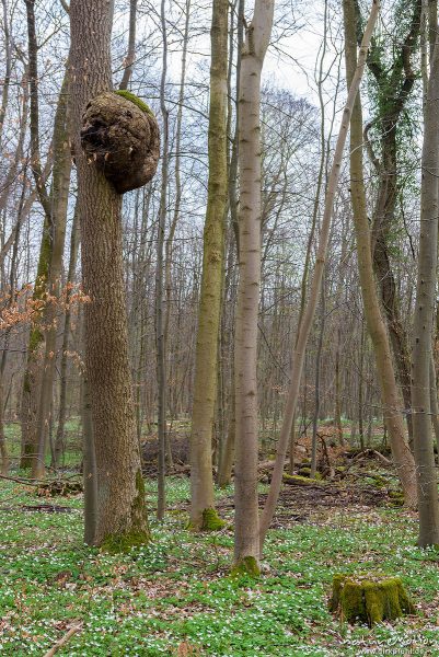 Maserknolle, Holzkropf an Eschenstamm, Kehr, Göttingen, Deutschland