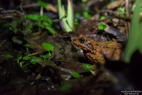 Grasfrosch, Rana temporaria, Echte Frösche (Ranidae), Weibchen auf nächtlicher Wanderung, Erlenbruch Herberhäuser Stieg, Göttingen, Deutschland