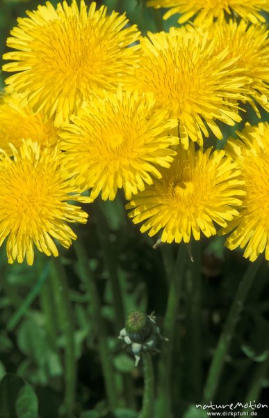 Löwenzahn, Taraxacum officinale, Asteraceae, blühend, mit Stengeln in Seitenansicht, Kirschplantagen bei Witzenhausen, Witzenhausen, Deutschland