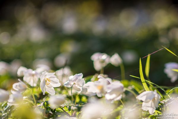 Buschwindröschen, Anemone nemorosa, Ranunculaceae, Blüten, Kehr, Göttingen, Deutschland