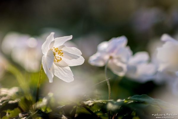 Buschwindröschen, Anemone nemorosa, Ranunculaceae, Blüten, Kehr, Göttingen, Deutschland