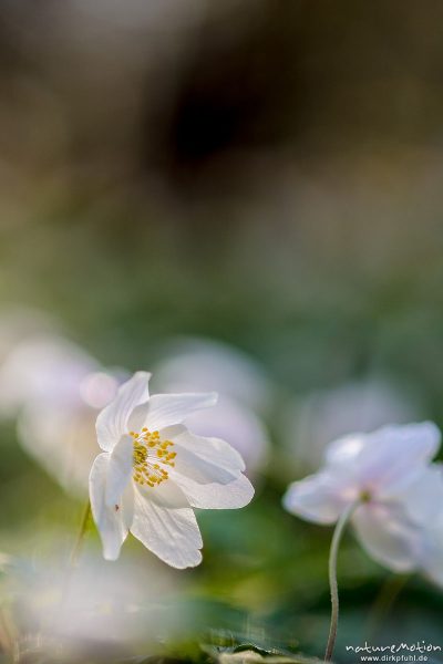 Buschwindröschen, Anemone nemorosa, Ranunculaceae, Blüten, Kehr, Göttingen, Deutschland