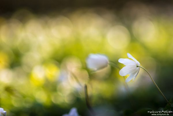 Buschwindröschen, Anemone nemorosa, Ranunculaceae, Blüten, Kehr, Göttingen, Deutschland