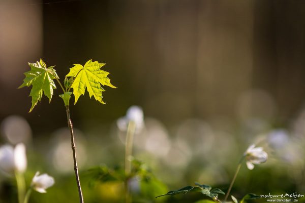 Spitz-Ahorn, Acer platanoides, Aceraceae, Spross, Schössling, Blatt eines frischen Triebes, Kehr, Göttingen, Deutschland