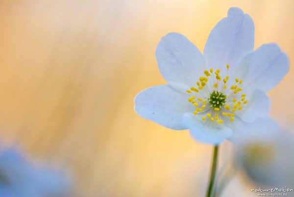 Buschwindröschen, Anemone nemorosa, Ranunculaceae, Blüten, Kehr, Göttingen, Deutschland