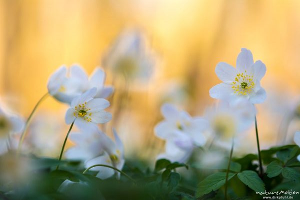 Buschwindröschen, Anemone nemorosa, Ranunculaceae, Blüten, Kehr, Göttingen, Deutschland