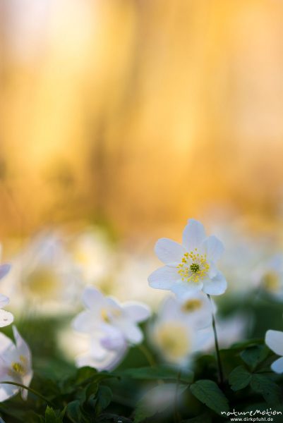 Buschwindröschen, Anemone nemorosa, Ranunculaceae, Blüten, Kehr, Göttingen, Deutschland