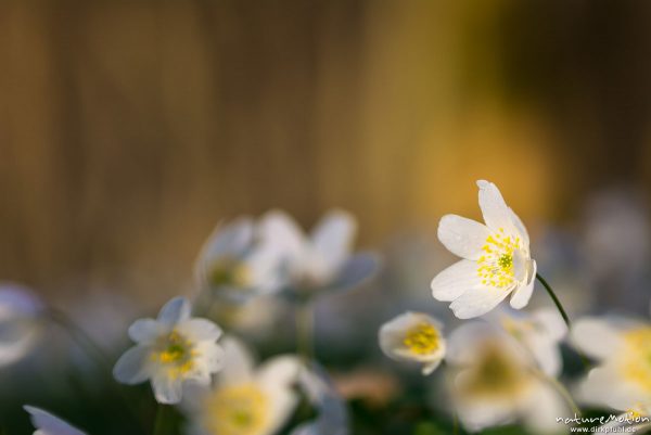 Buschwindröschen, Anemone nemorosa, Ranunculaceae, Blüten, Kehr, Göttingen, Deutschland