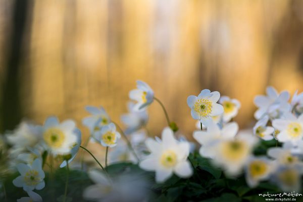 Buschwindröschen, Anemone nemorosa, Ranunculaceae, Blüten, Kehr, Göttingen, Deutschland