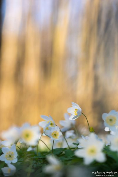 Buschwindröschen, Anemone nemorosa, Ranunculaceae, Blüten, Kehr, Göttingen, Deutschland