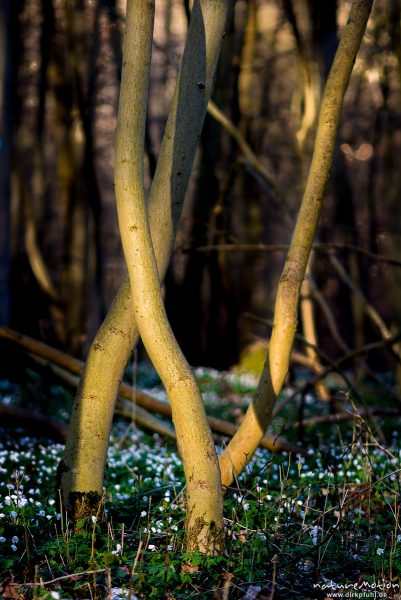 verschlungene Baumstämme, Waldboden mit Buschwindröschen, Kehr, Göttingen, Deutschland