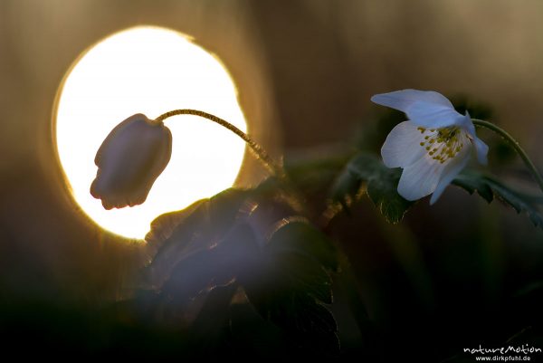 Buschwindröschen, Anemone nemorosa, Ranunculaceae, Blüten, im Gegenlicht der untergehenden Sonne, Kehr, Göttingen, Deutschland