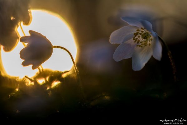 Buschwindröschen, Anemone nemorosa, Ranunculaceae, Blüten, im Gegenlicht der untergehenden Sonne, Kehr, Göttingen, Deutschland