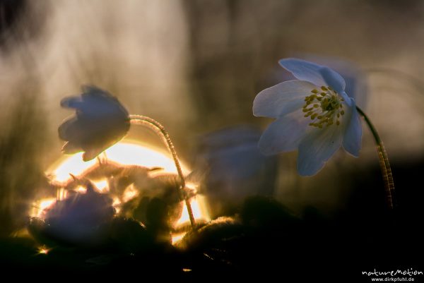 Buschwindröschen, Anemone nemorosa, Ranunculaceae, Blüten, im Gegenlicht der untergehenden Sonne, Kehr, Göttingen, Deutschland