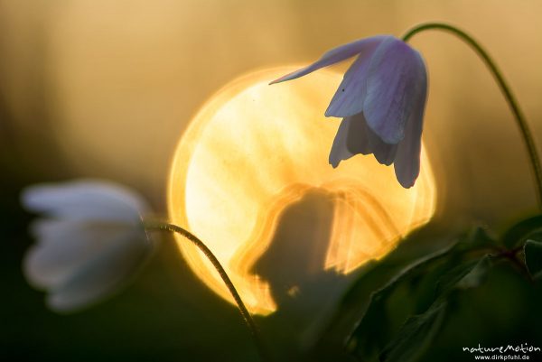 Buschwindröschen, Anemone nemorosa, Ranunculaceae, Blüten, im Gegenlicht der untergehenden Sonne, Kehr, Göttingen, Deutschland