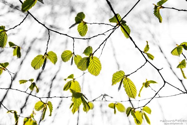 Rot-Buche, Fagus sylvatica, Fagaceae, Zweige mit frisch ausgetriebenem Laub, Trift, Schwarz/Weiß coloriert, Göttingen, Deutschland