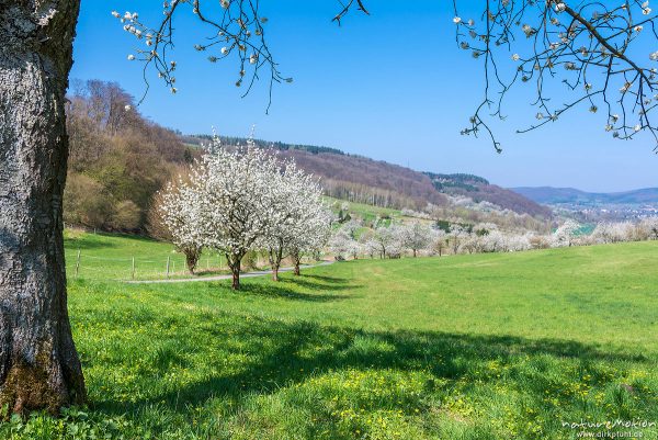 Kirschblüte, blühende Krischbäume am Weg, Wendershausen bei Witzenhausen, Deutschland