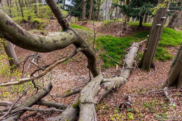 Rot-Buche, Fagus sylvatica, Fagaceae, umgestürzter Baum mit Pilzbewuchs, Asbach-Sickenberg, Deutschland