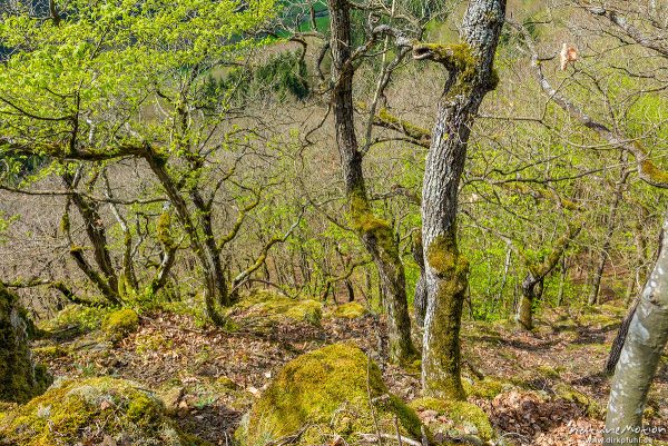 Eichen Hangwald, Murscher Eselsche, Brodenbach (Mosel), Deutschland