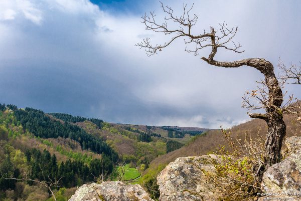 Eichen Hangwald, Murscher Eselsche, Brodenbach (Mosel), Deutschland