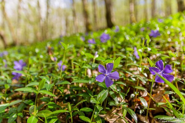 Kleines Immergrün, Vinca minor, 	Hundsgiftgewächse (Apocynaceae), blühende Pflanzen auf Waldboden, Ehrbachtal, Brodenbach (Mosel), Deutschland