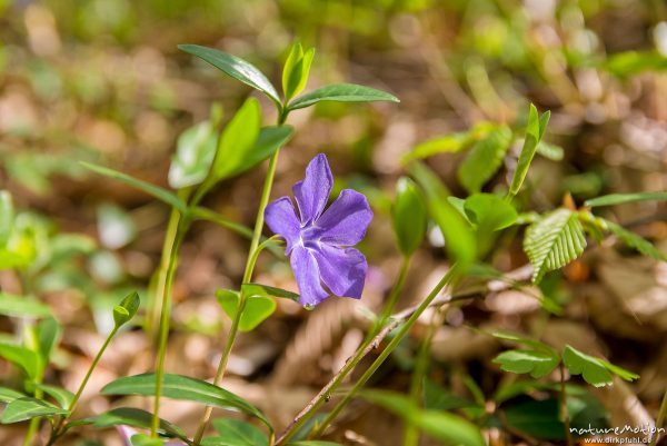 Kleines Immergrün, Vinca minor, 	Hundsgiftgewächse (Apocynaceae), blühende Pflanzen auf Waldboden, Ehrbachtal, Brodenbach (Mosel), Deutschland