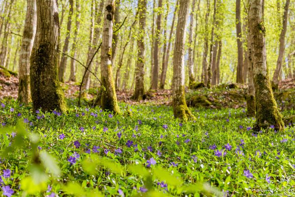 Kleines Immergrün, Vinca minor, 	Hundsgiftgewächse (Apocynaceae), blühende Pflanzen auf Waldboden, Ehrbachtal, Brodenbach (Mosel), Deutschland