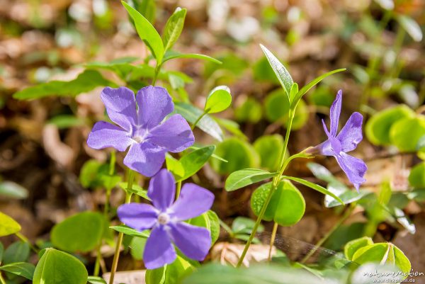 Kleines Immergrün, Vinca minor, 	Hundsgiftgewächse (Apocynaceae), blühende Pflanzen auf Waldboden, Ehrbachtal, Brodenbach (Mosel), Deutschland