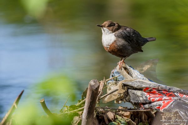 Wasseramsel, Cinclus cinclus, 	Wasseramseln (Cinclidae), Tier sitzt auf Plastikmüll am Ufer der Grone, Levinscher Park, Göttingen, Deutschland