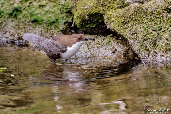 Wasseramsel, Cinclus cinclus, 	Wasseramseln (Cinclidae), Tier mit Beute (Köcherfliegenlarve) iam Ufer der Grone, Levinscher Park, Göttingen, Deutschland