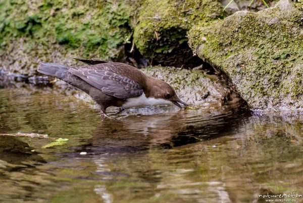 Wasseramsel, Cinclus cinclus, 	Wasseramseln (Cinclidae), Tier mit Beute (Köcherfliegenlarve) iam Ufer der Grone, Levinscher Park, Göttingen, Deutschland