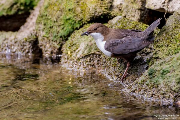 Wasseramsel, Cinclus cinclus, 	Wasseramseln (Cinclidae), Tier mit Beute (Köcherfliegenlarve) iam Ufer der Grone, Levinscher Park, Göttingen, Deutschland