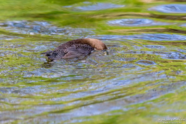 Wasseramsel, Cinclus cinclus, 	Wasseramseln (Cinclidae), Tier taucht nach Beute im Wasser der Grone, Levinscher Park, Göttingen, Deutschland